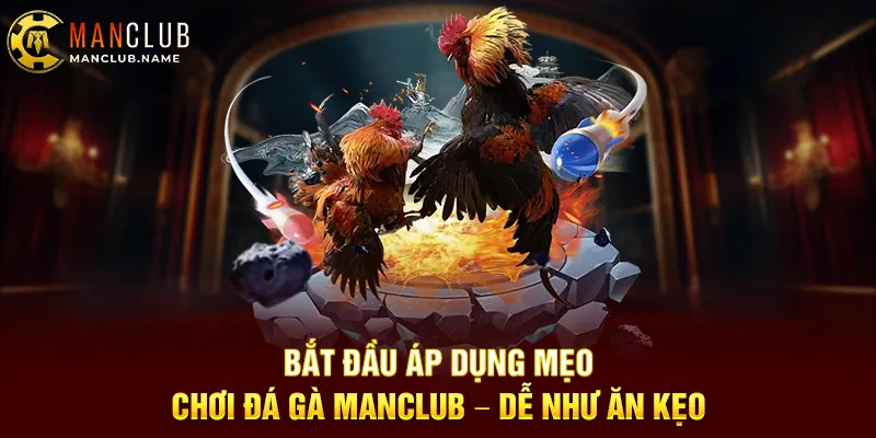 Bắt Đầu Áp Dụng Mẹo Chơi Đá Gà ManClub – Dễ Như Ăn Kẹo