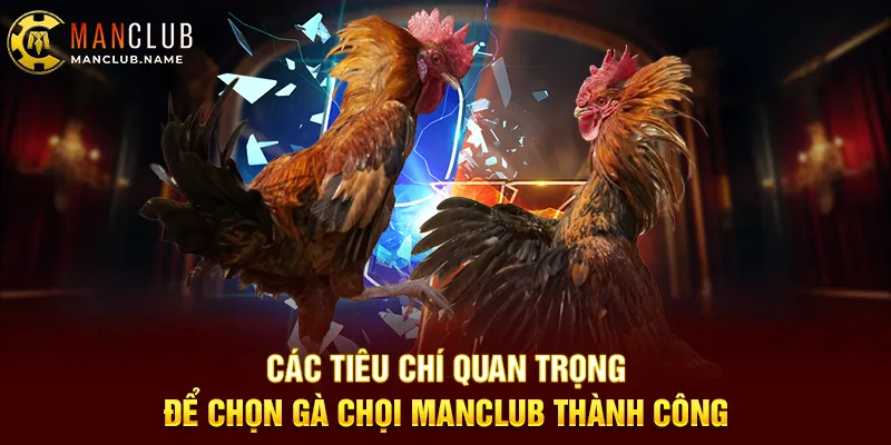 Các Tiêu Chí Quan Trọng Để Chọn Gà Chọi ManClub Thành Công