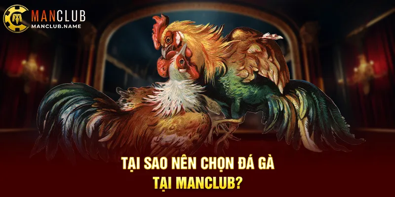 Tại Sao Nên Chọn Đá Gà Tại ManClub?